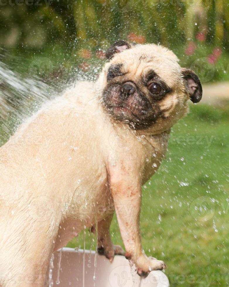 Giving dog a shower 959416 Stock Photo at Vecteezy