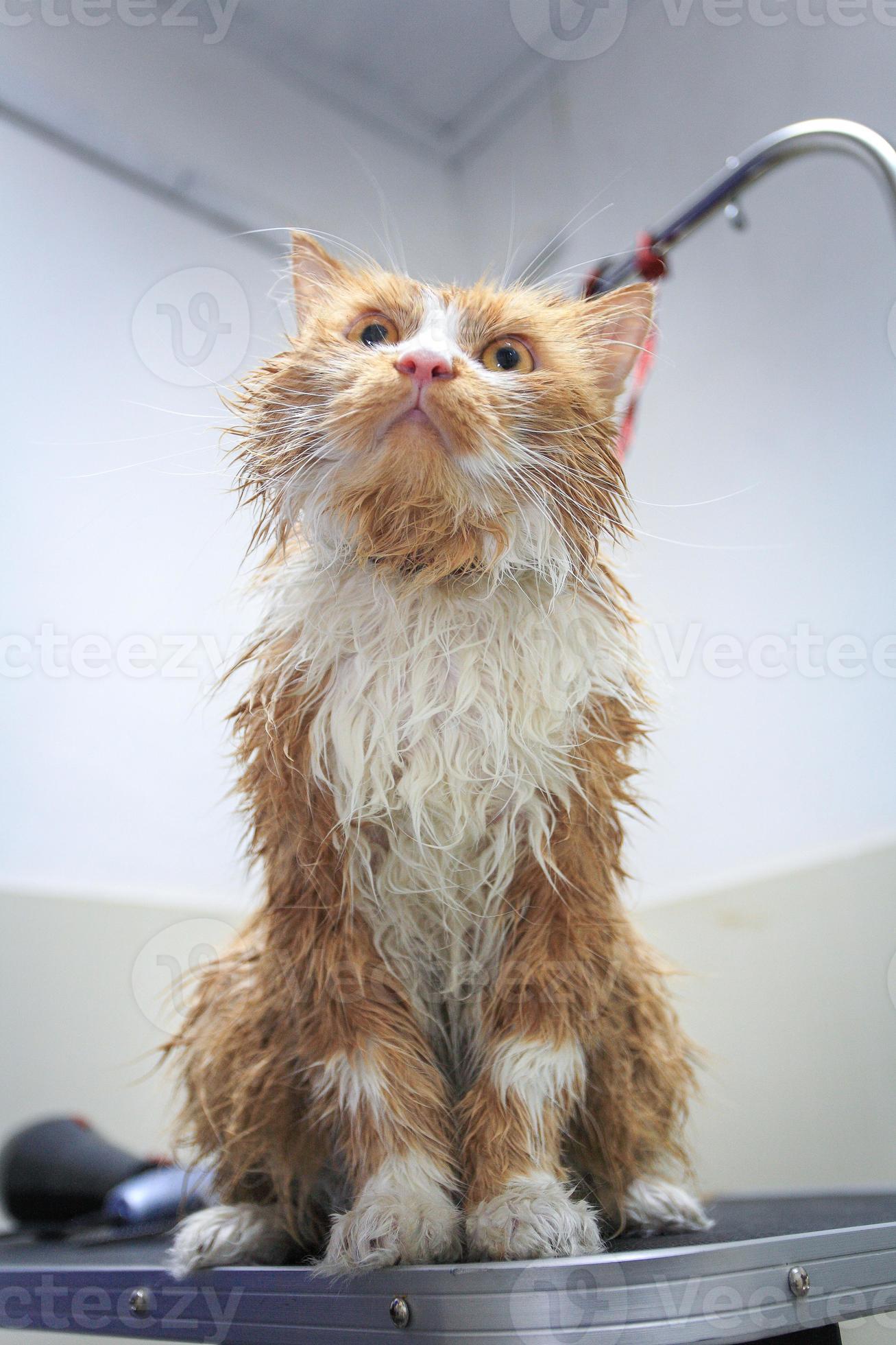 Wet Cat 961972 Stock Photo at Vecteezy