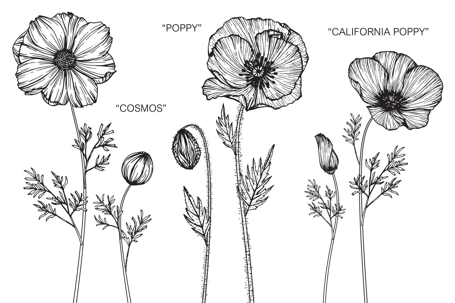 Set of Hand Drawn Poppy Variety Flowers and Leaves vector