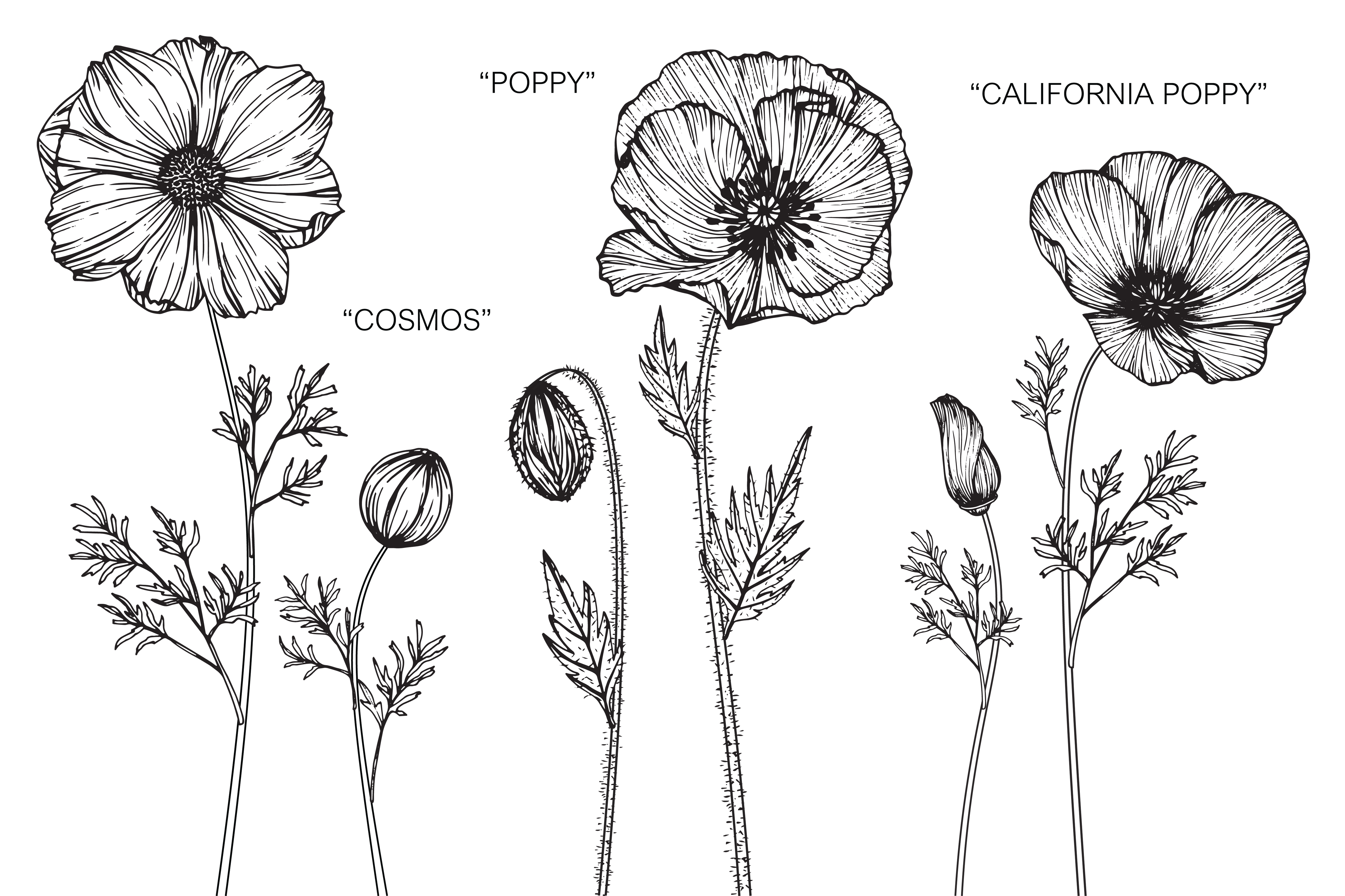 Set of Hand Drawn Poppy Variety Flowers and Leaves 962710 Vector Art at