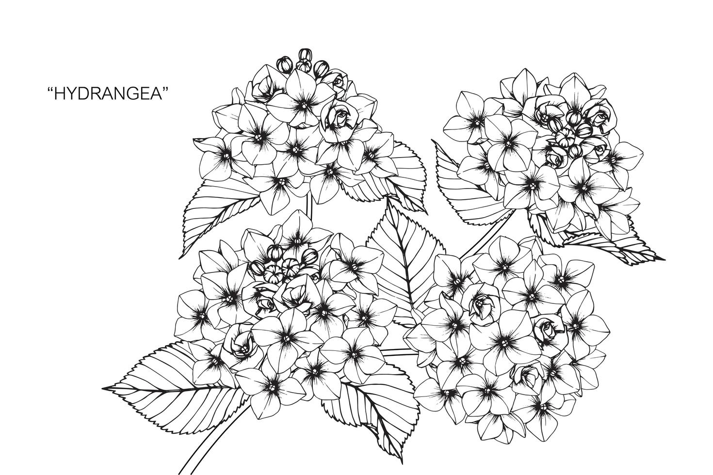 diseño de flores y hojas de hortensia dibujado a mano vector