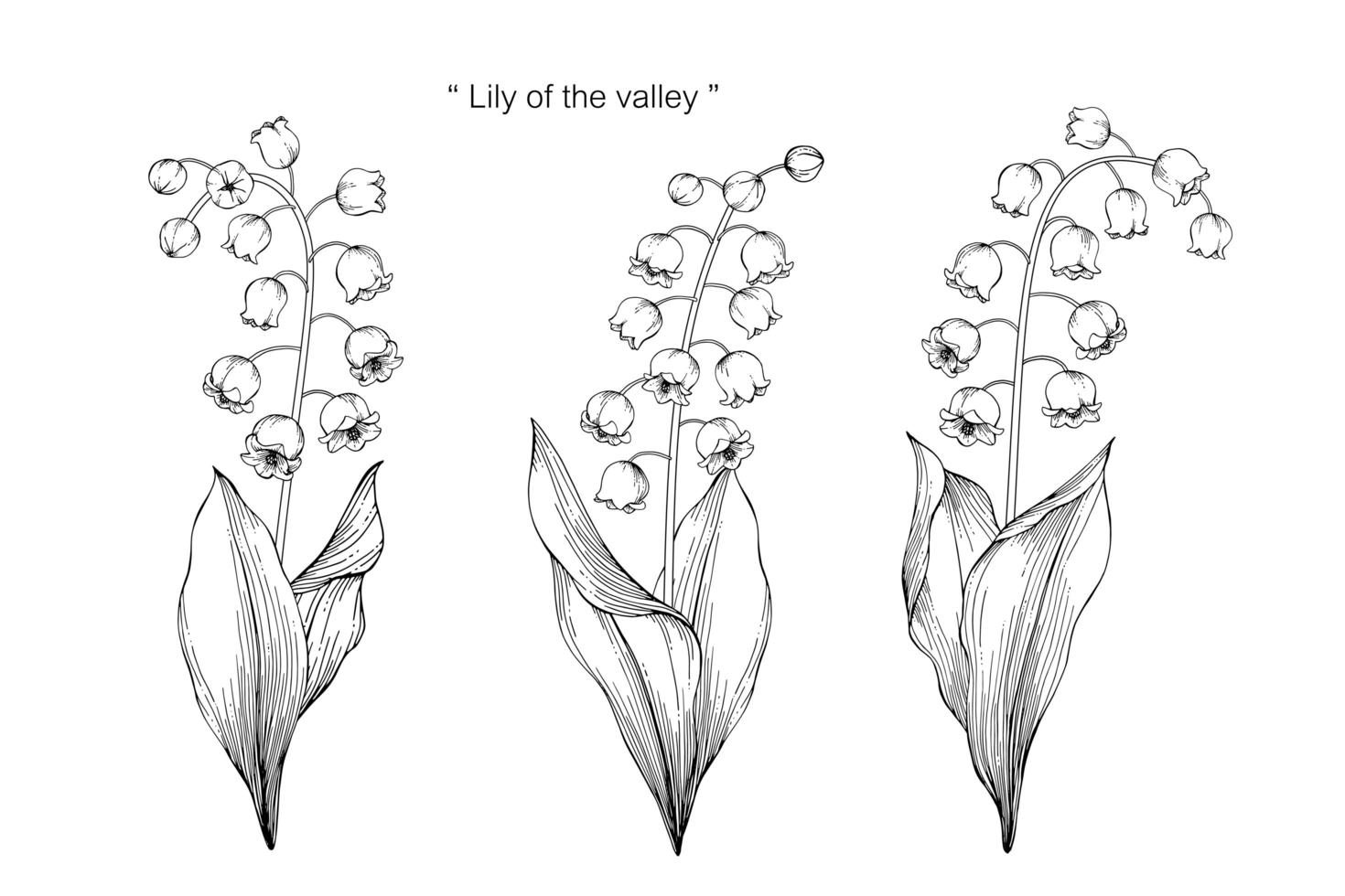 flor de lilly of valley y diseño de hojas dibujadas a mano vector