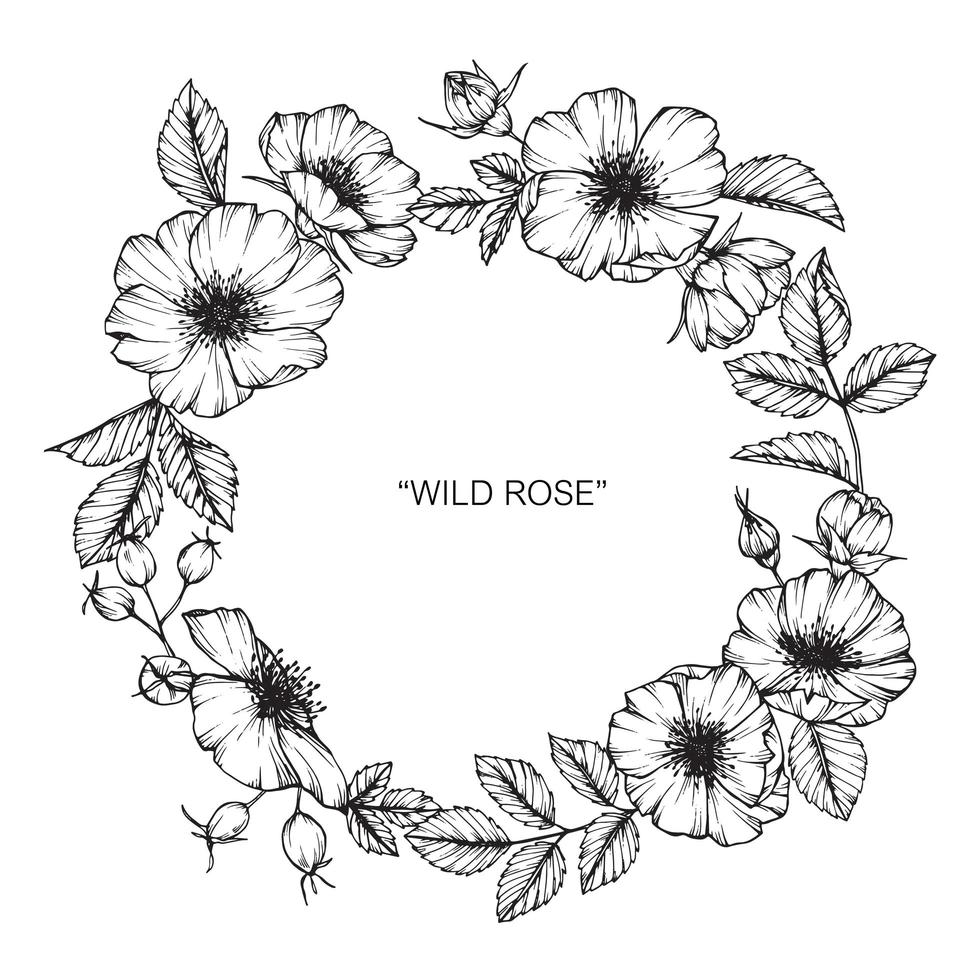 Wild Rose Flower and Leaf Hand Drawn Wreath  vector