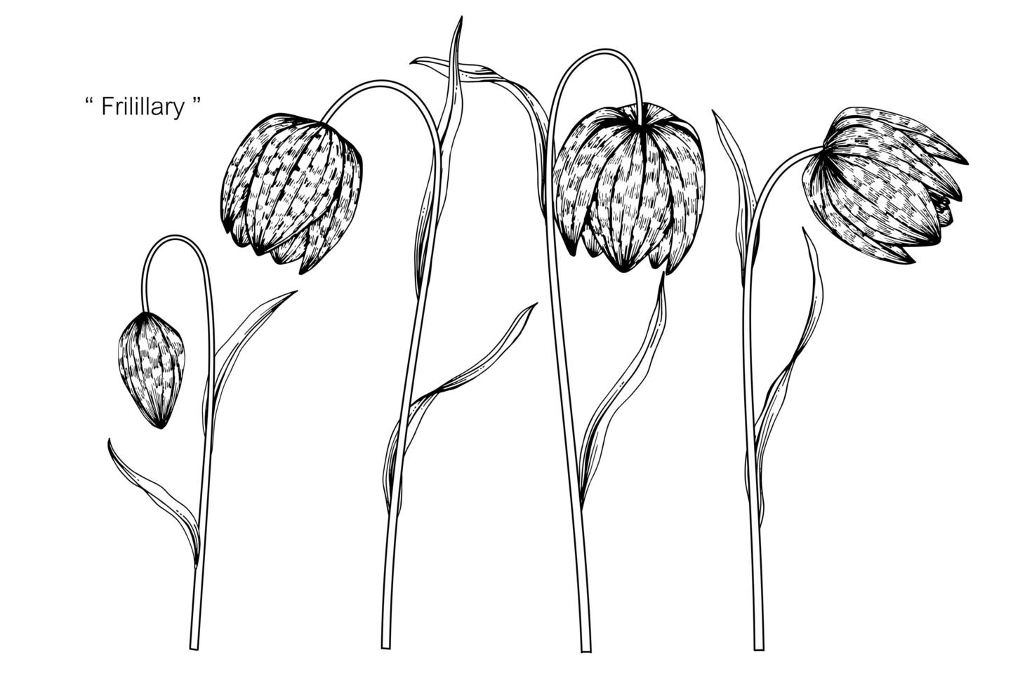 Fritillaria flor hoja diseño dibujado a mano vector