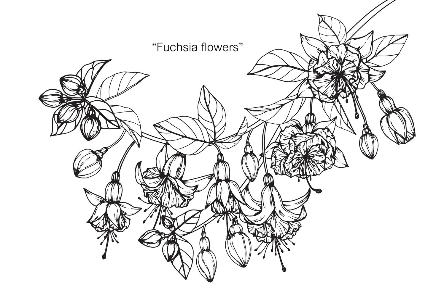 Fuchsia flower leaf hand drawn set vector