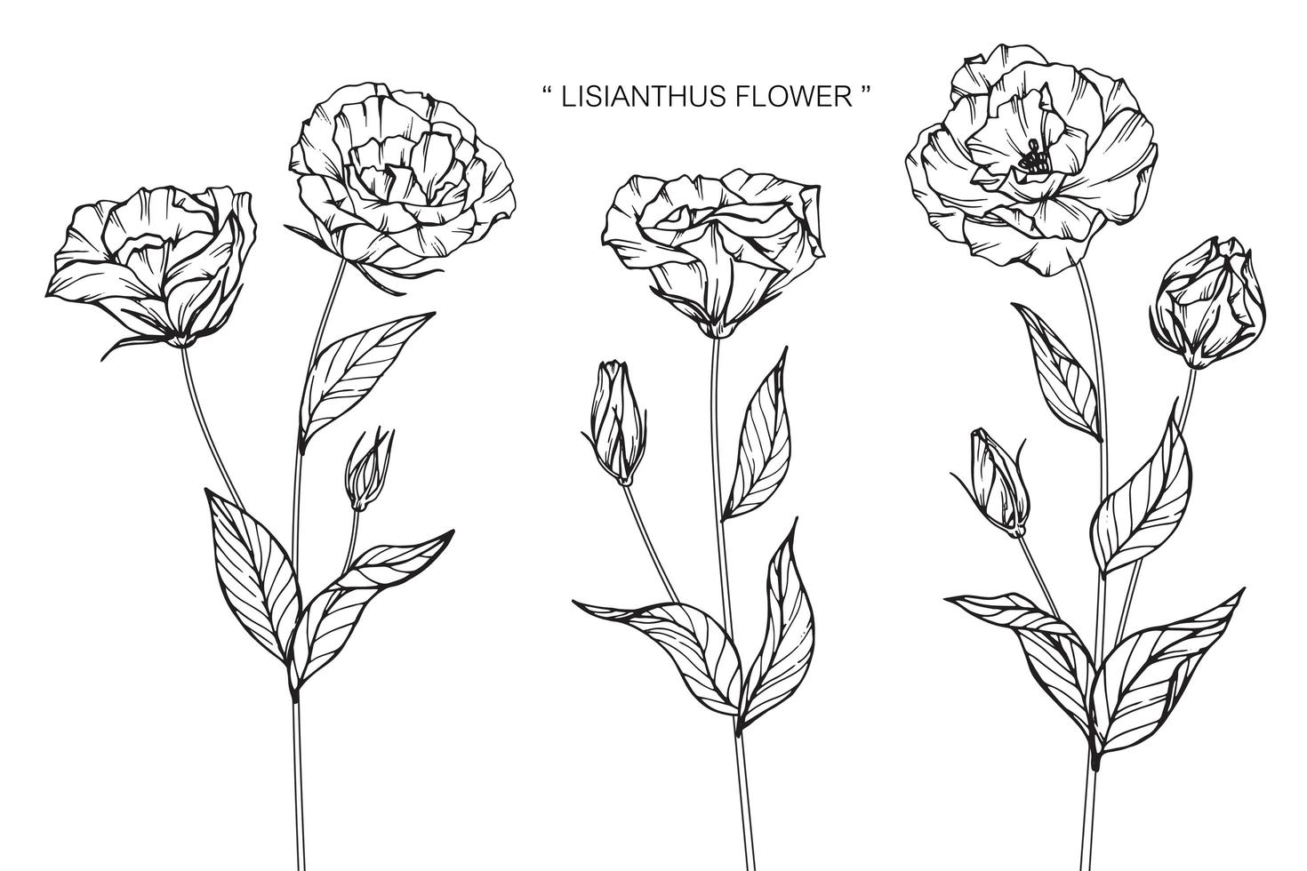 lisianthus flor hoja diseño dibujado a mano vector