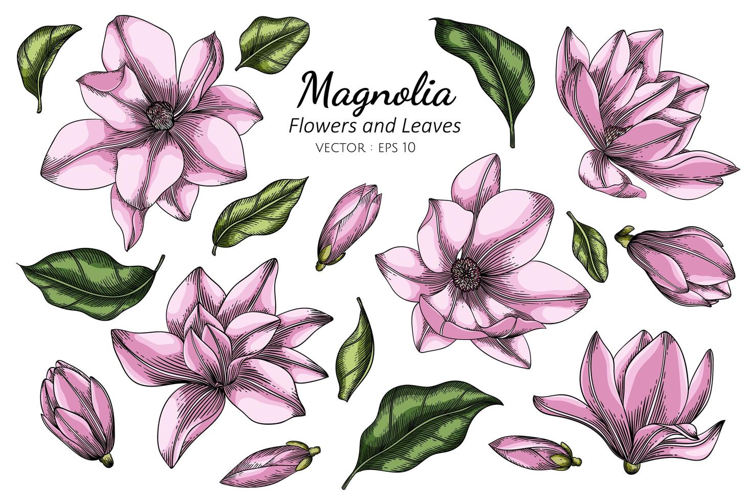 dibujo de flor y hoja de magnolia rosa vector