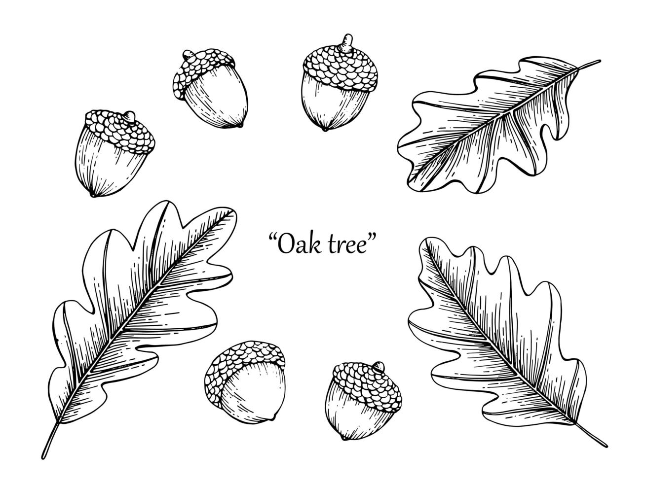 Acorn and leaf hand drawn set vector