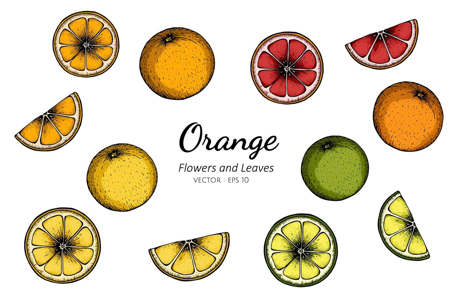 Orange hand drawn set vector