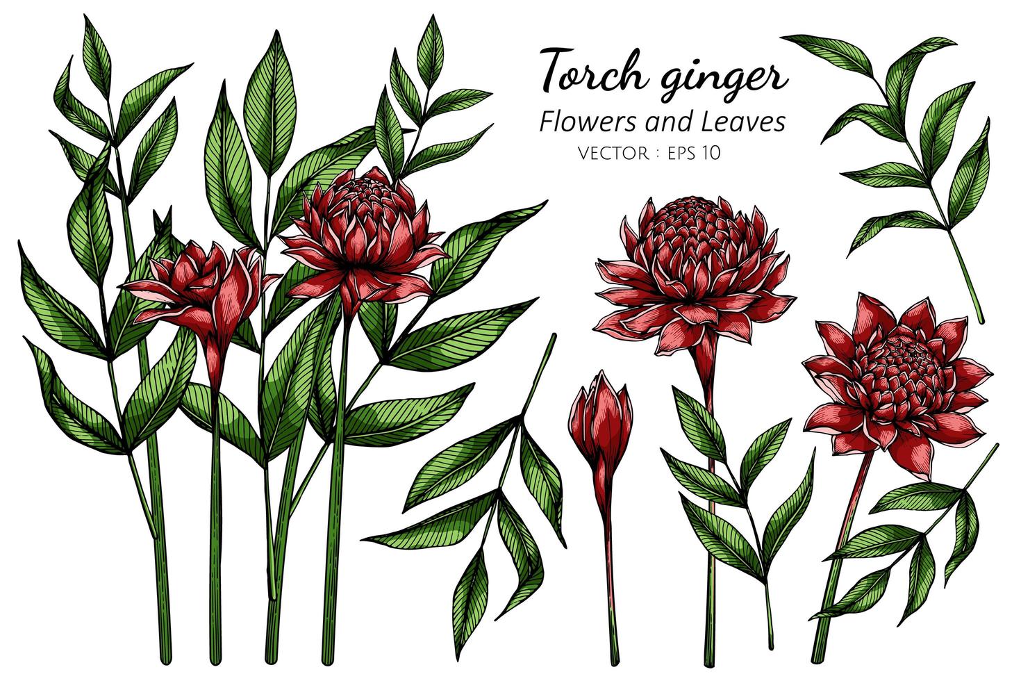 Set of Red Torch ginger flower  vector