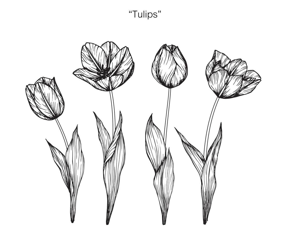 flores de tulipán dibujados a mano vector