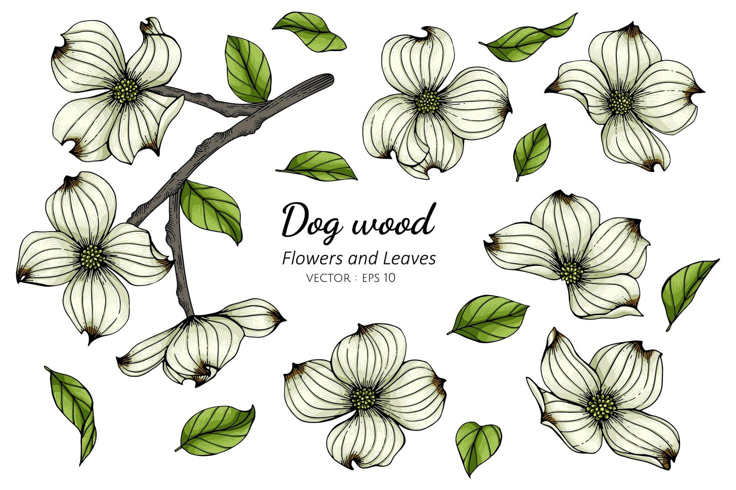 Hand Drawn White Dogwood Flowers and Leaves vector