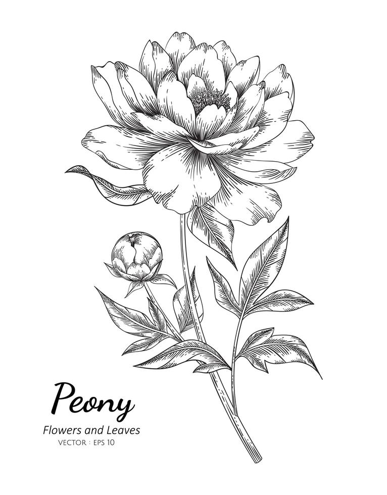 Hand Drawn Peony Flower vector