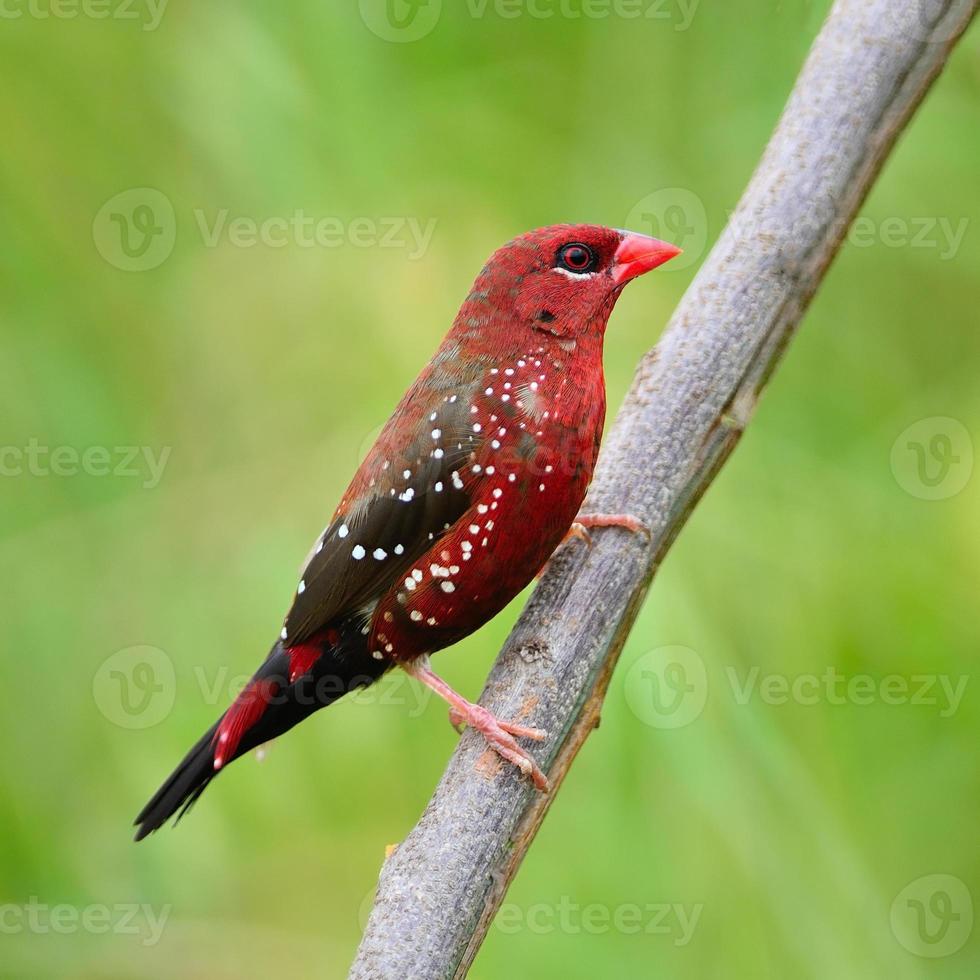male Red Avadavat photo