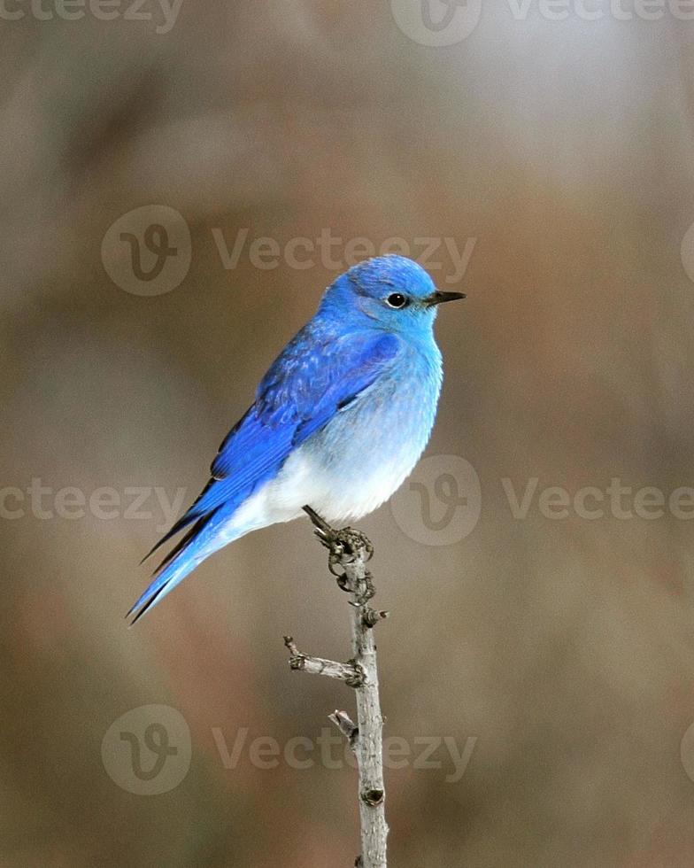 Mountain Bluebird Male photo