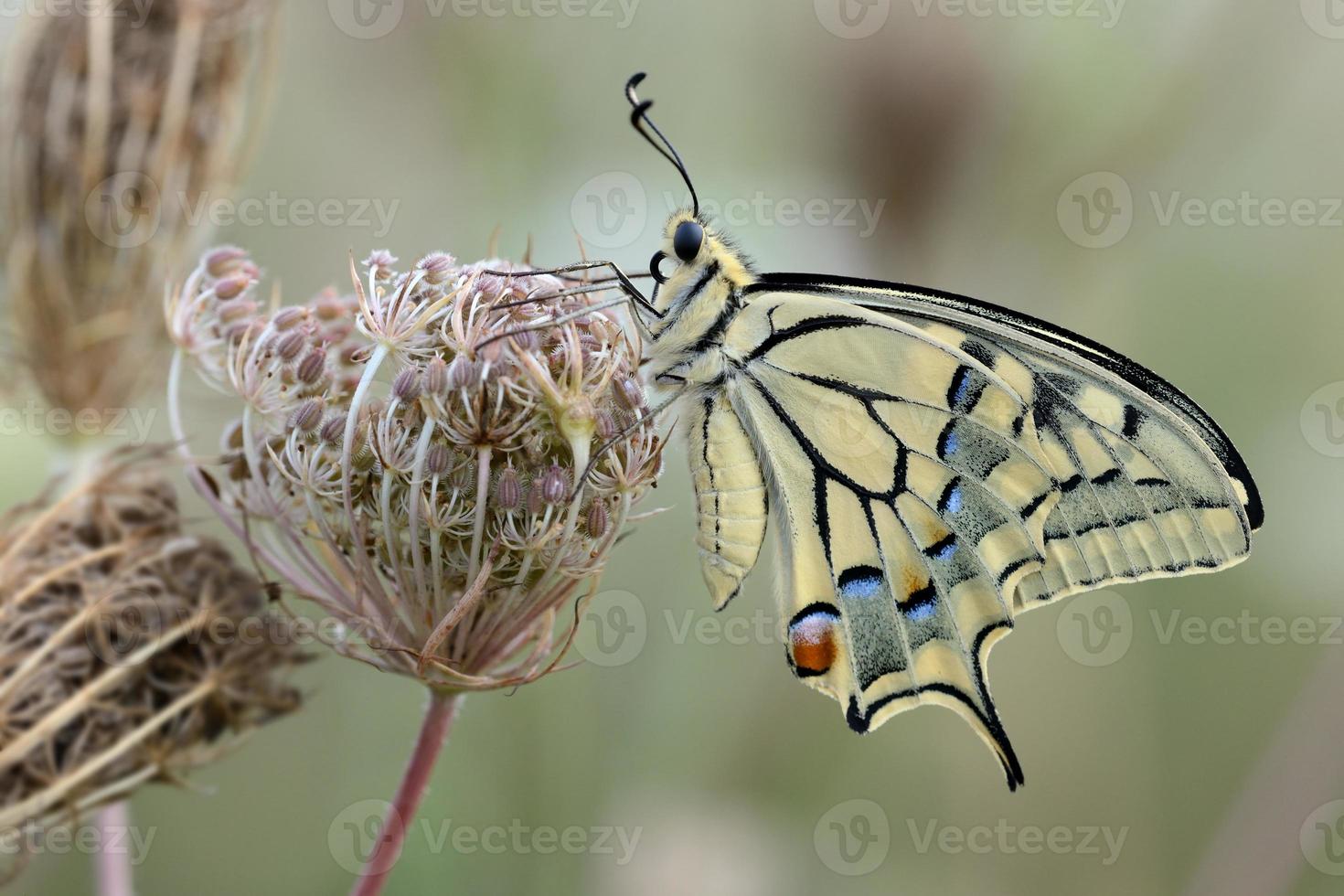 Papilio machaon, male photo