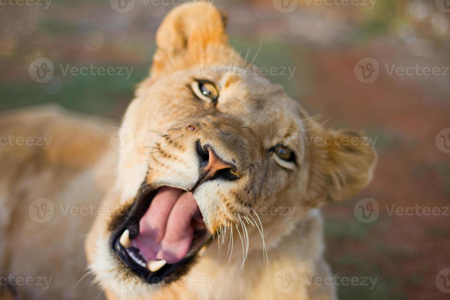 león macho juvenil foto