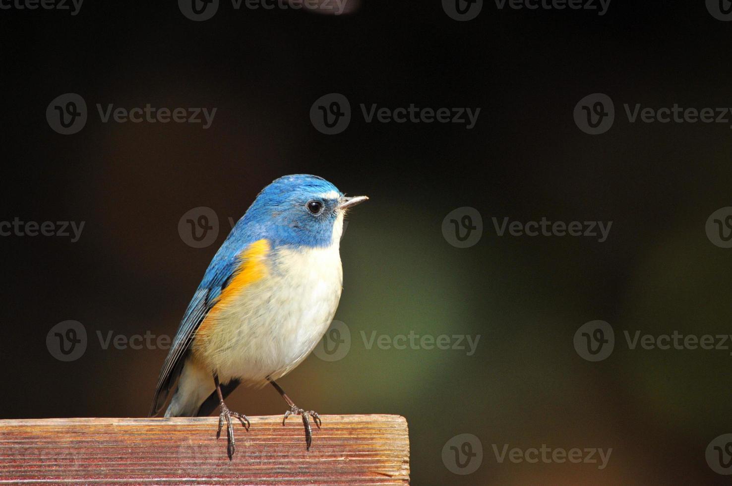 Red-flanked bluetail male photo