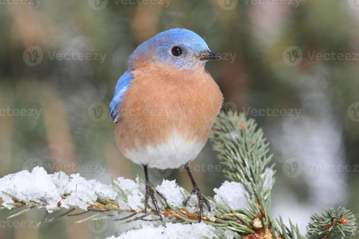 bluebird oriental macho en la nieve foto