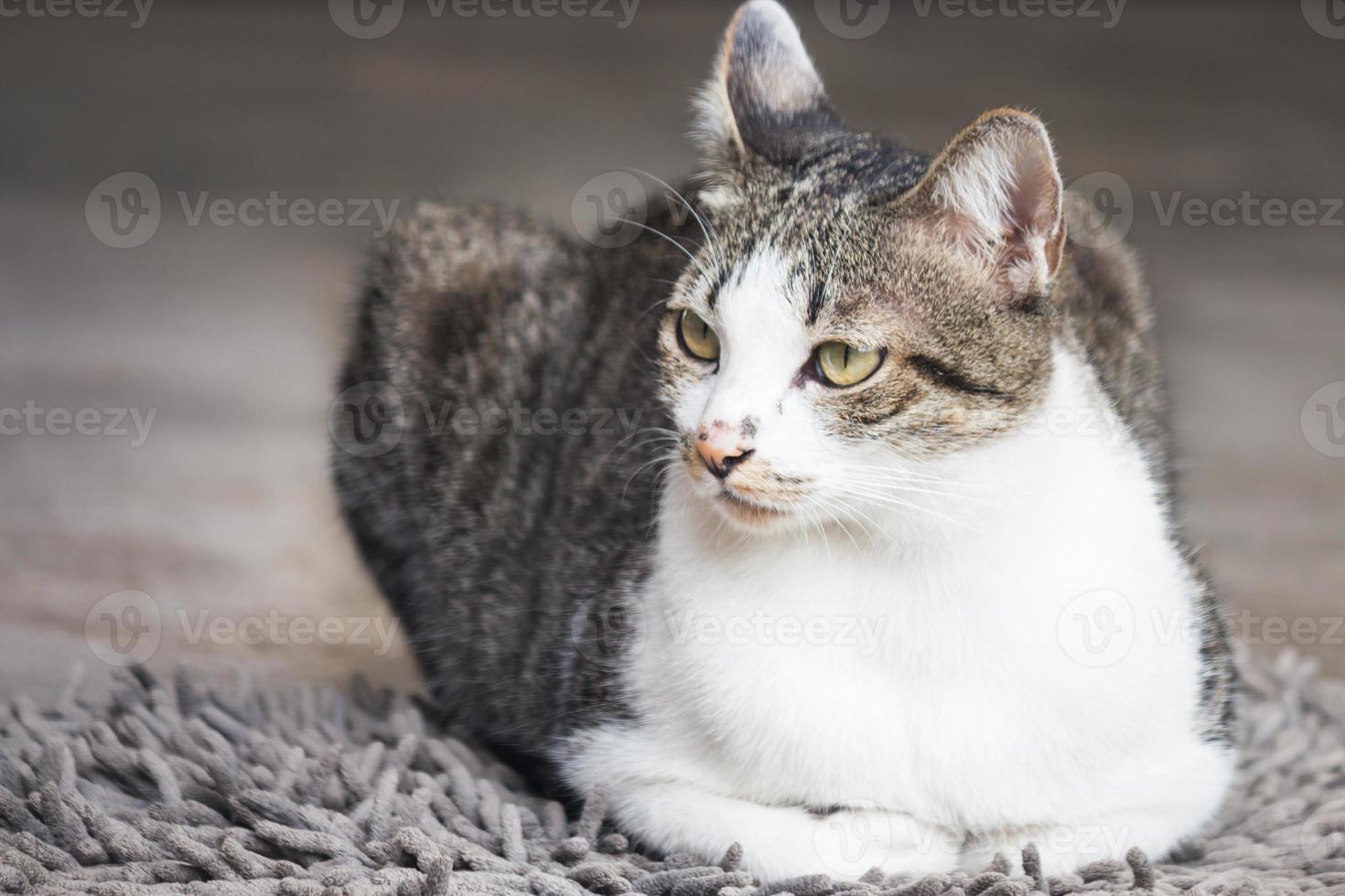 Male cat sitting on carpet photo