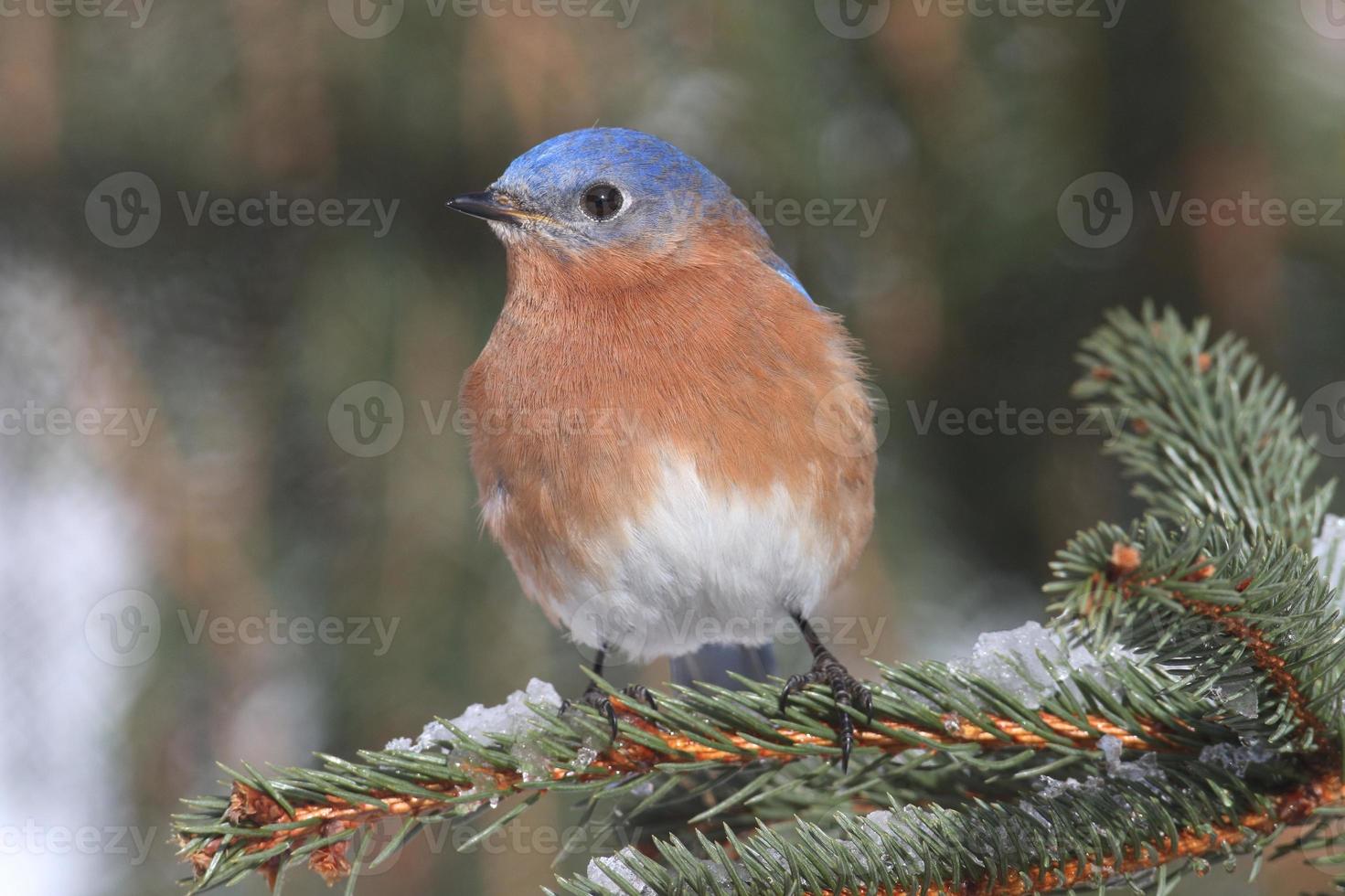 Male Eastern Bluebird in Snow photo