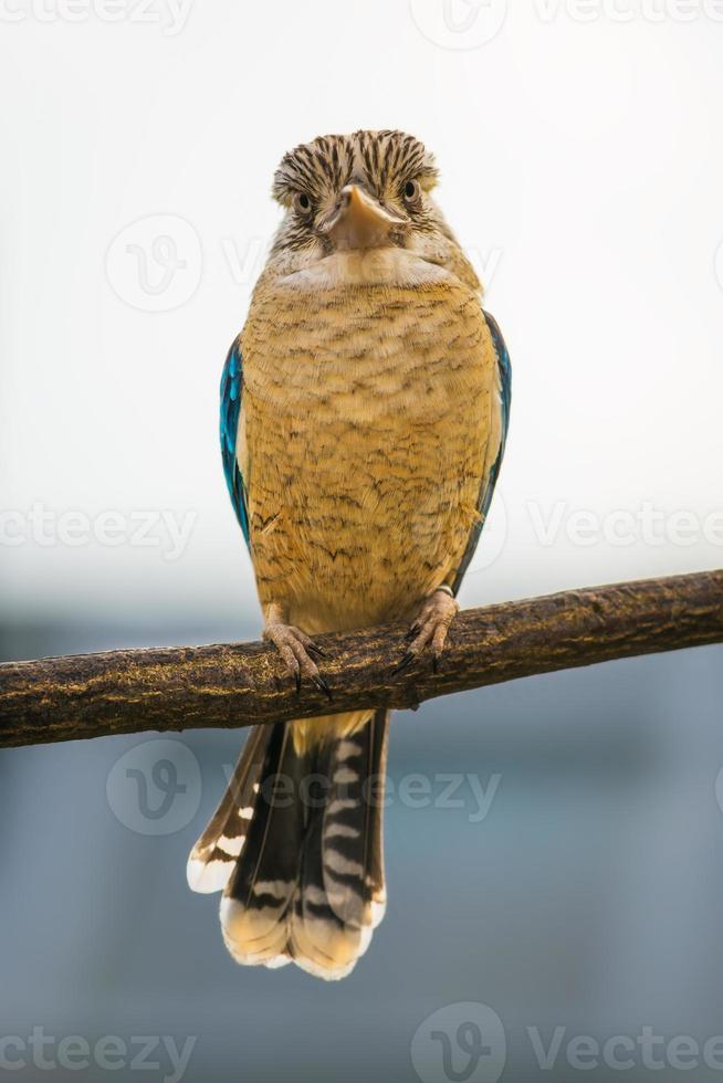 Portrait of male blue-winged kookaburra photo