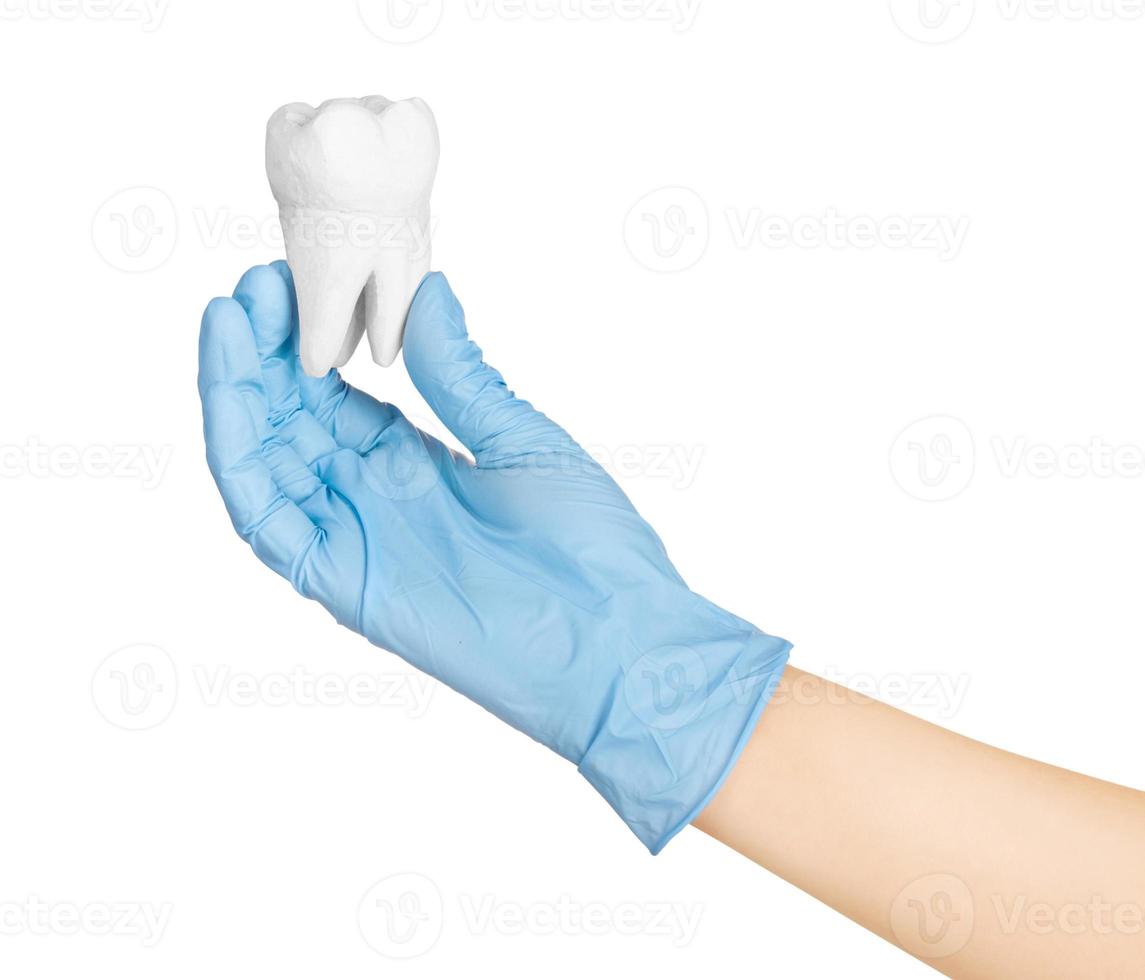hands holding tooth gypsum on a white photo