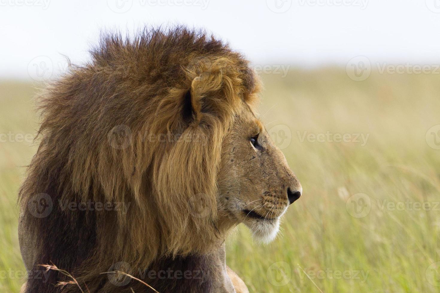 Portrait of a male lion photo