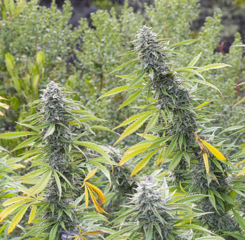 marihuana medicinal, cultivada legalmente foto