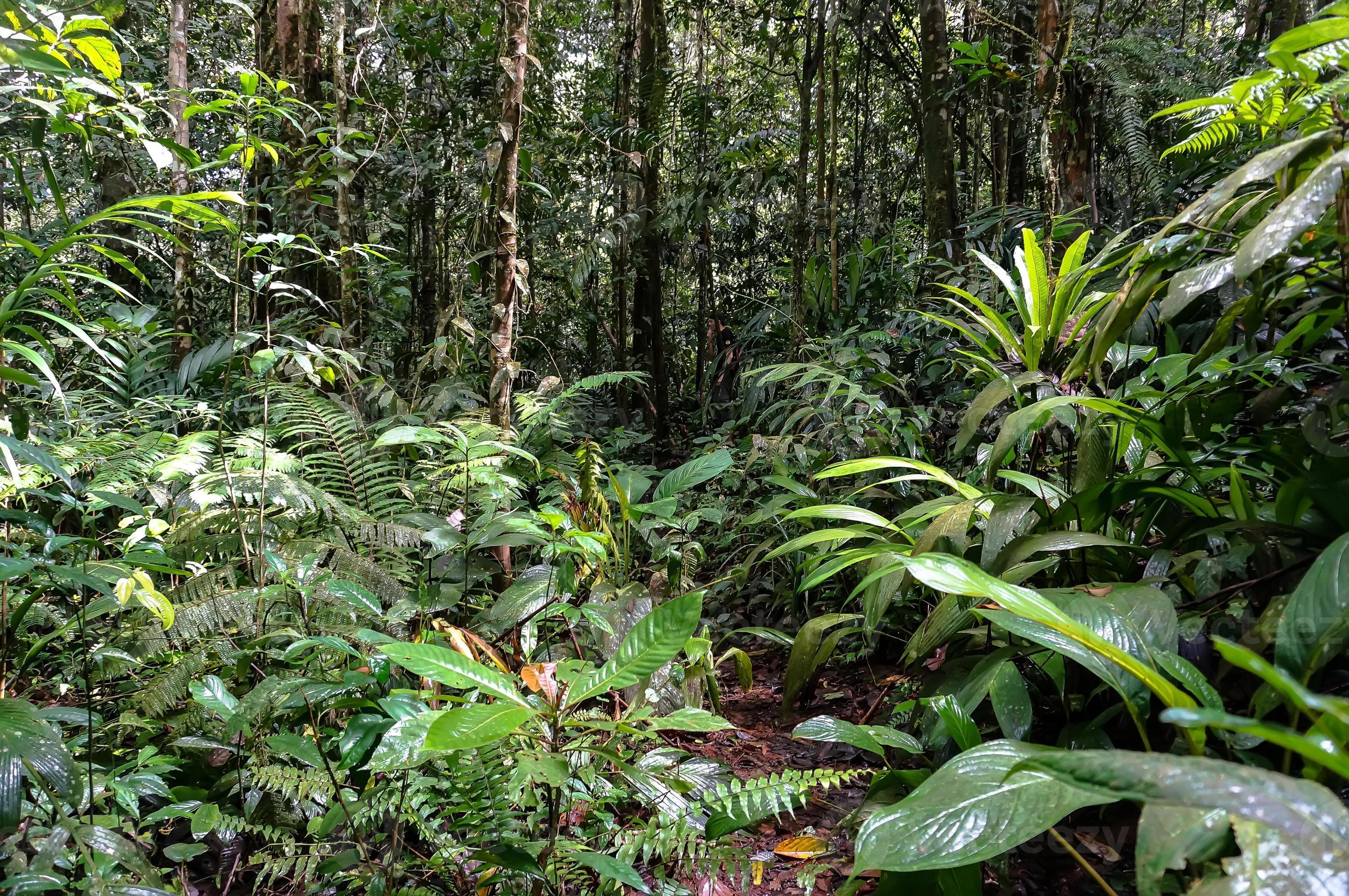 jungle 989317 Stock Photo at Vecteezy