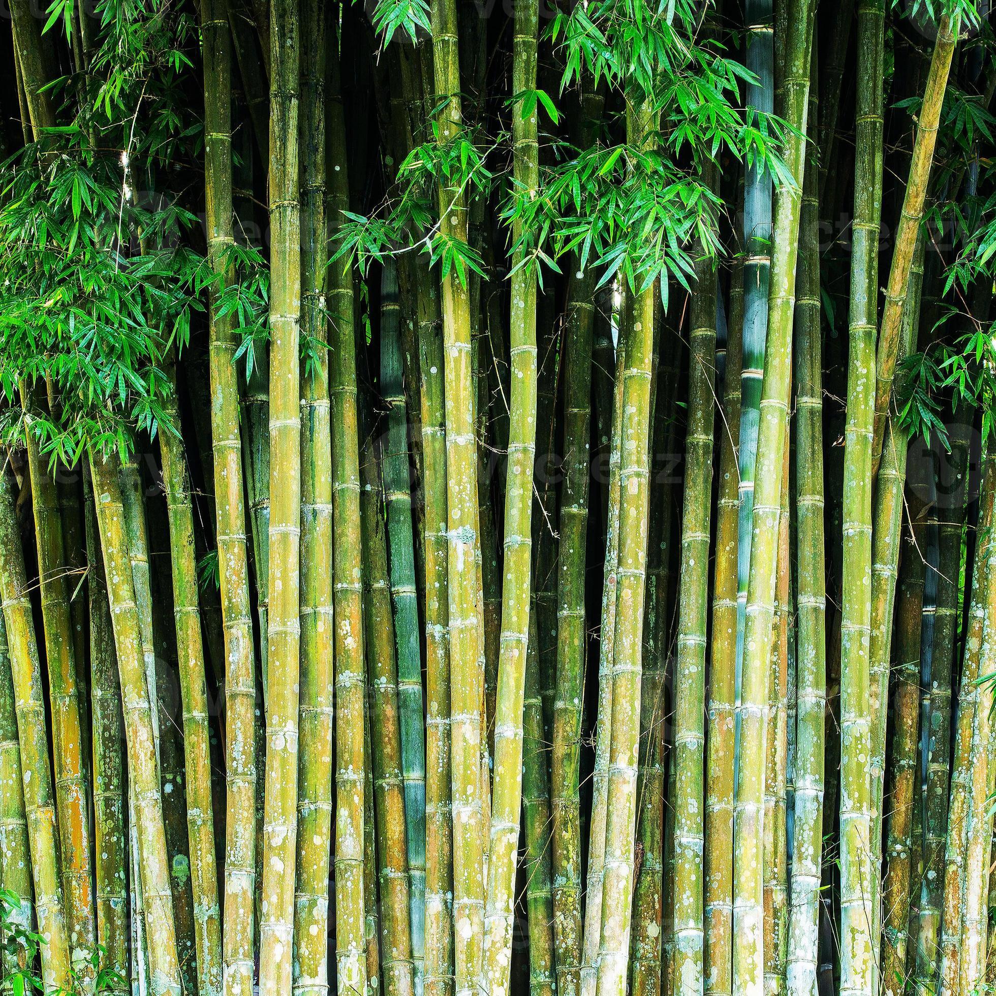 Close up tropic bamboo jungle stems 989321 Stock Photo at Vecteezy