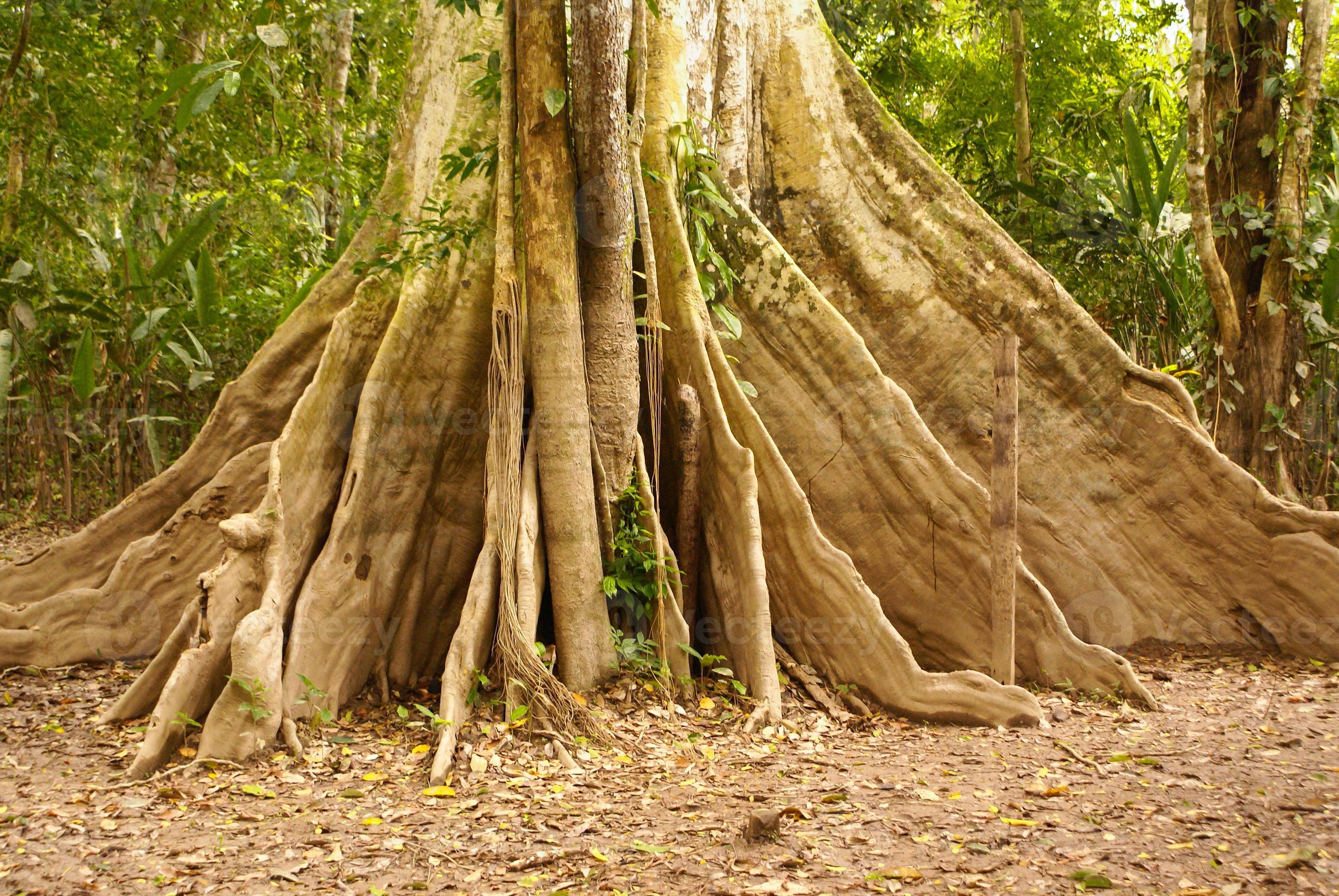 Amazon jungle tree photo