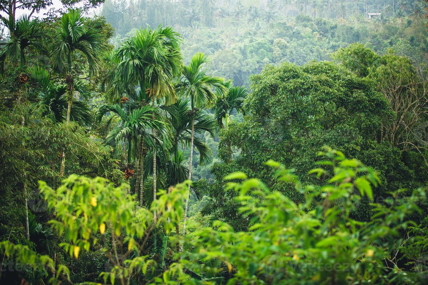 jungla de tailandia Foto de stock