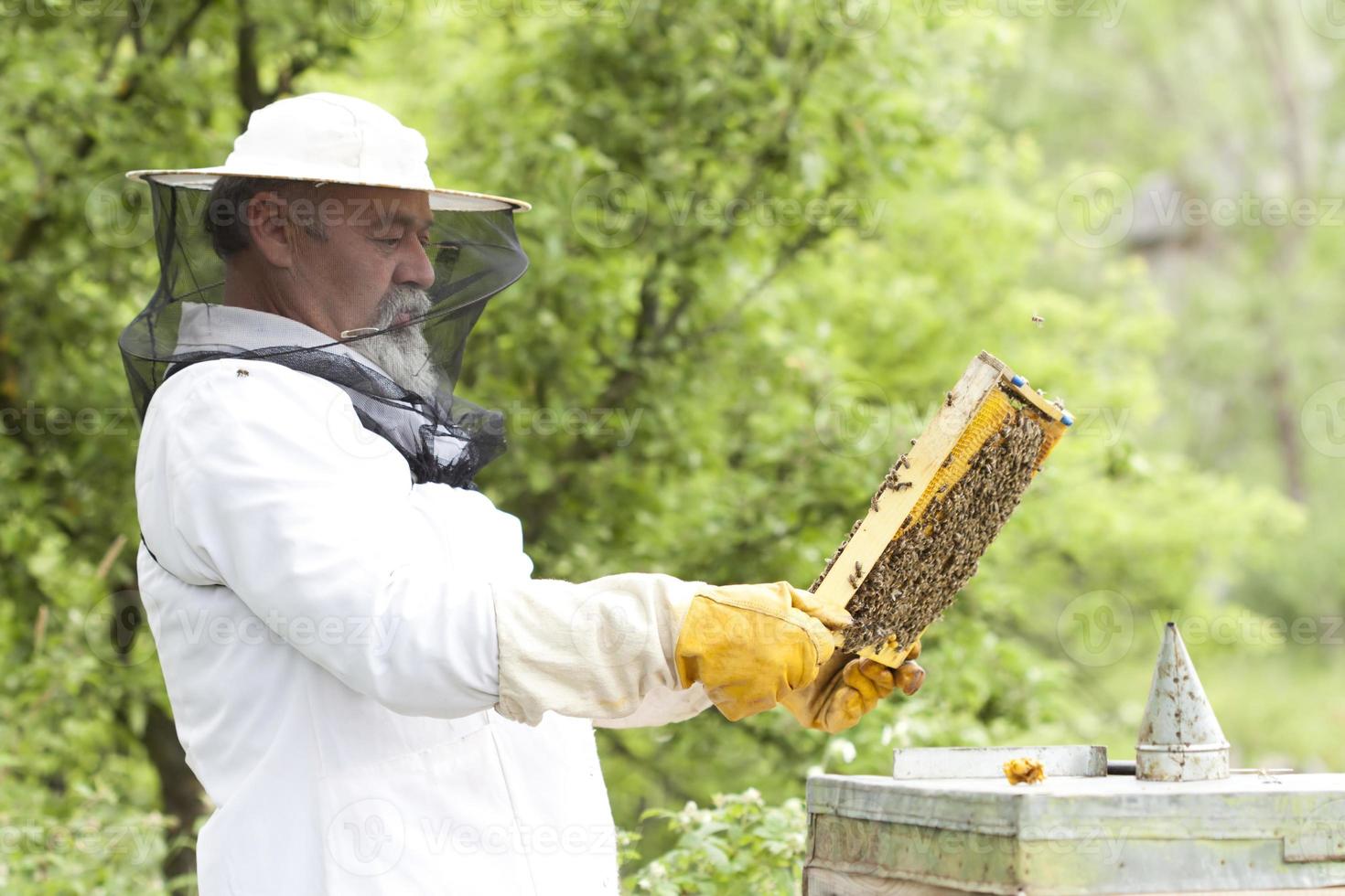 apicultor trabajando con abejas foto