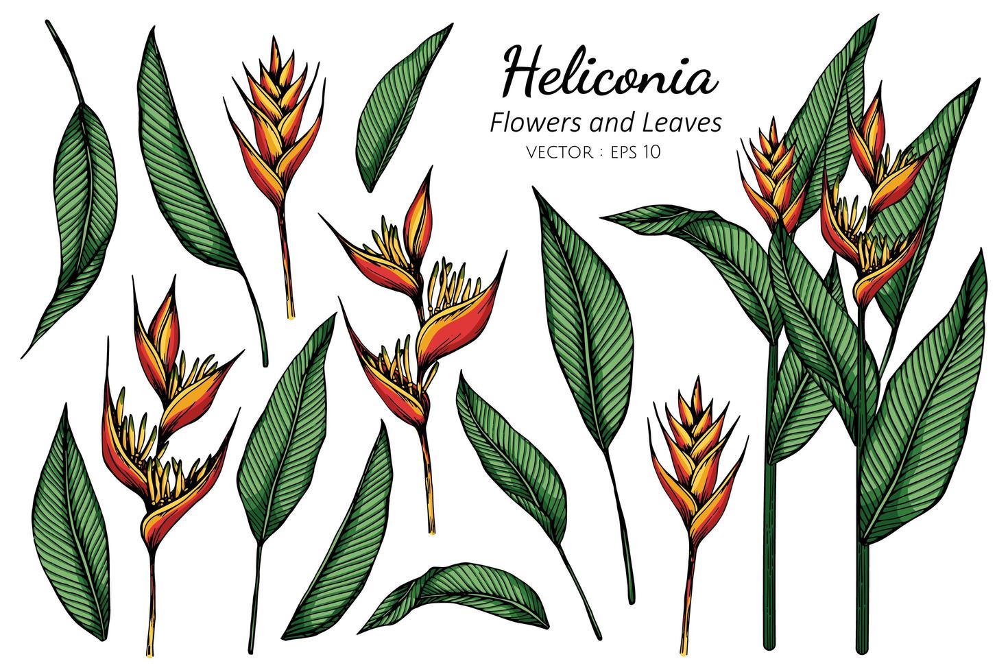 Set of Heliconia flowers vector