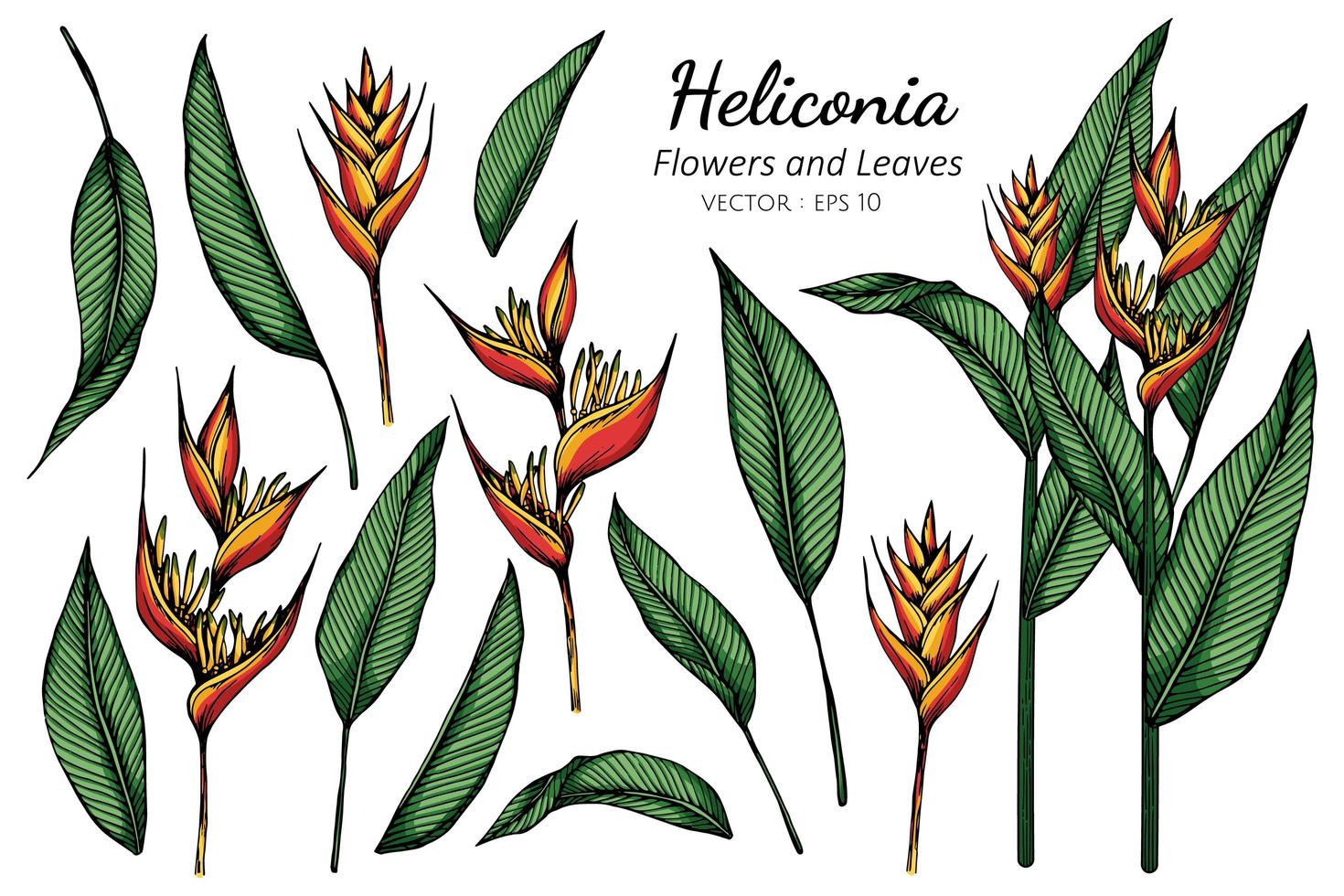 conjunto de flores de heliconia vector