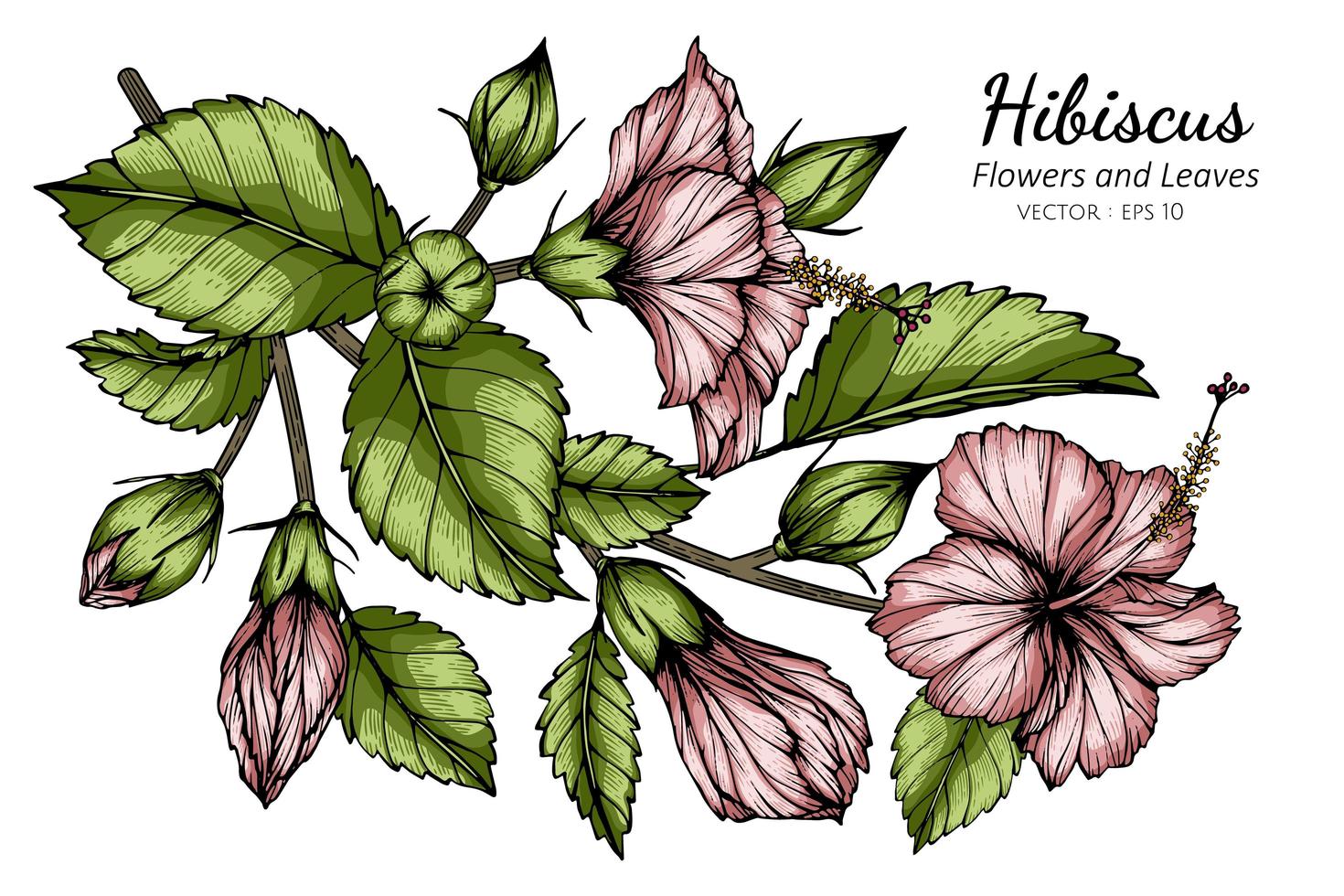 Pink Hibiscus flower and leaves vector