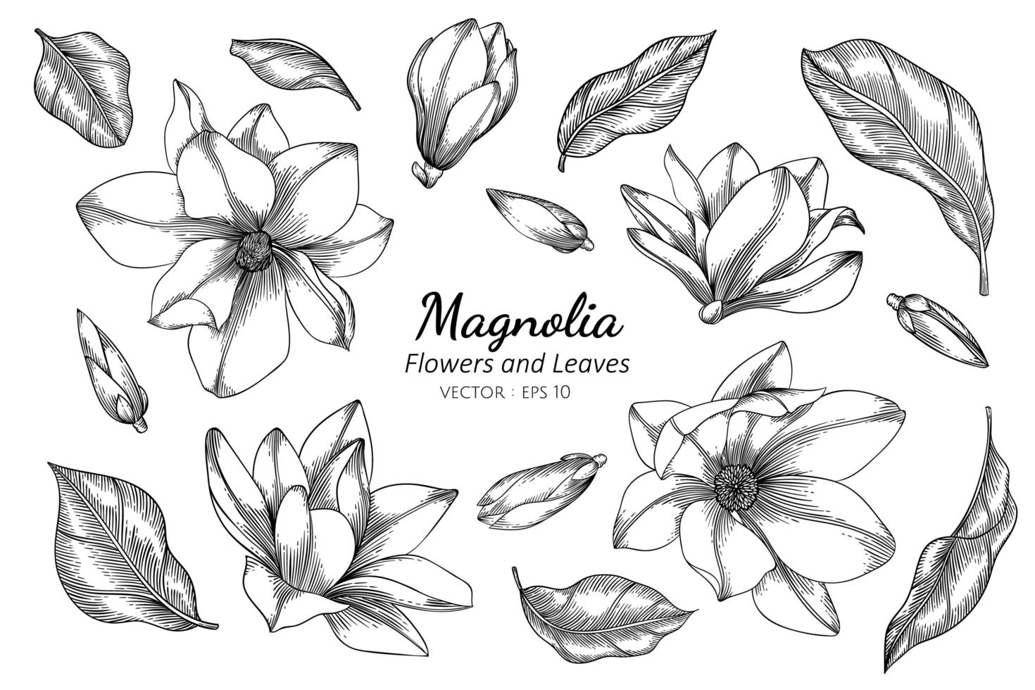 flores y hojas de magnolia vector