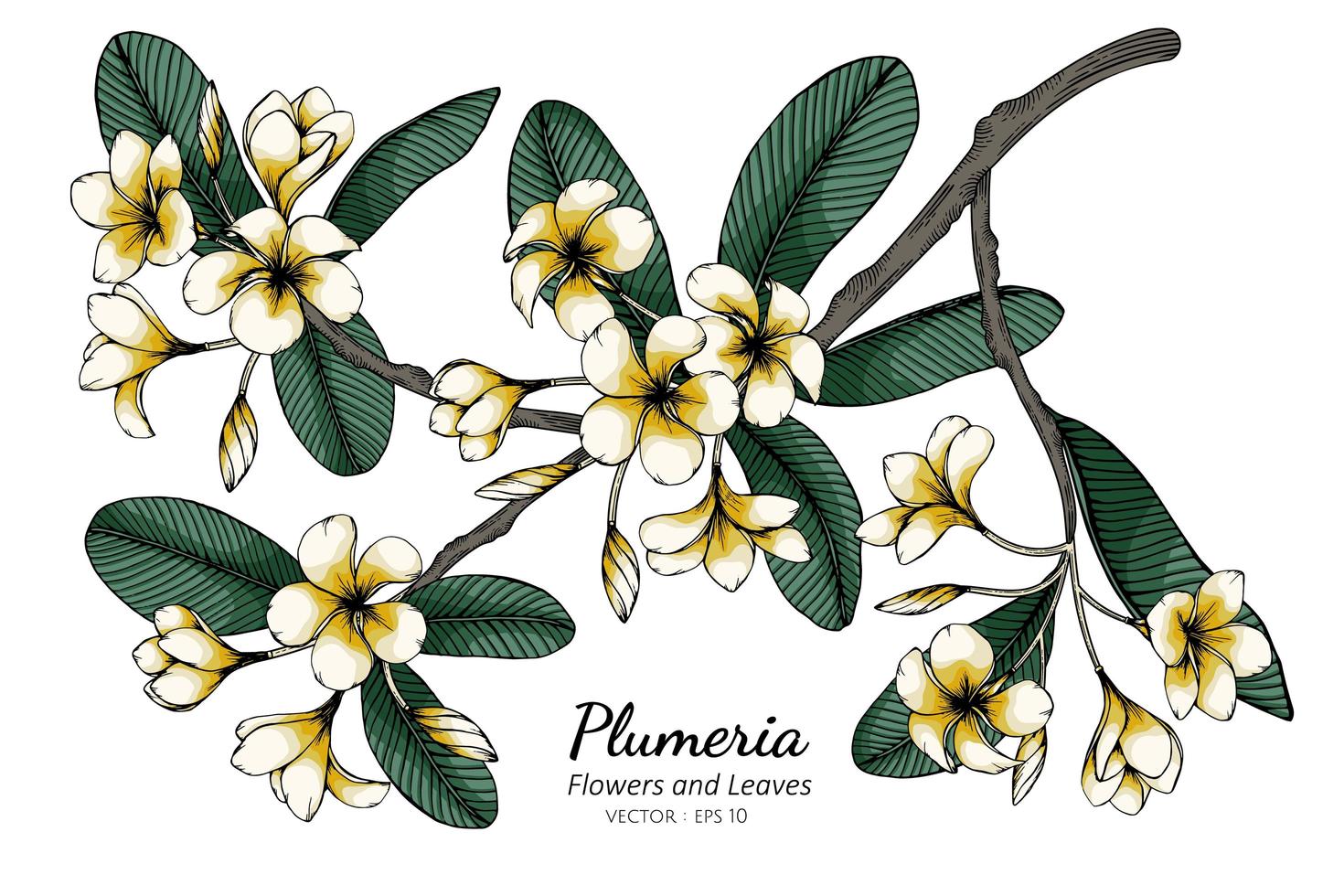 Plumeria flowers and leaves  vector