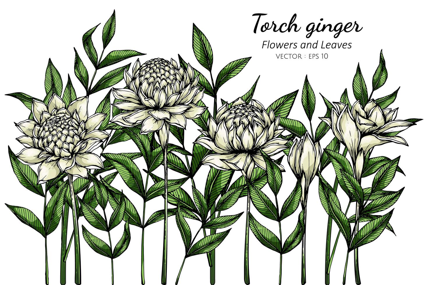 Torcia Bianca Fiori Di Zenzero Scarica Immagini Vettoriali Gratis Grafica Vettoriale E Disegno Modelli