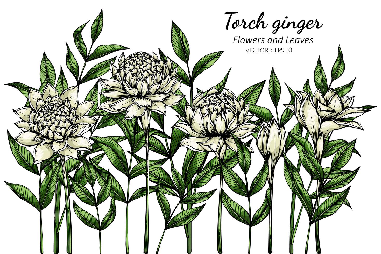 White Torch ginger flowers vector