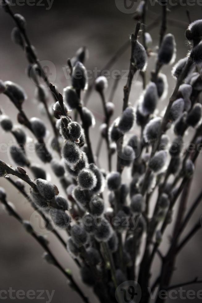 Willow catkins bouquet photo