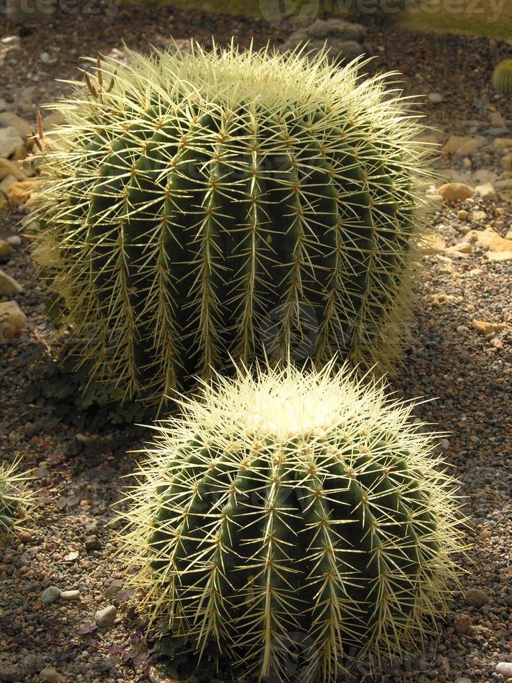 cactus de bola foto