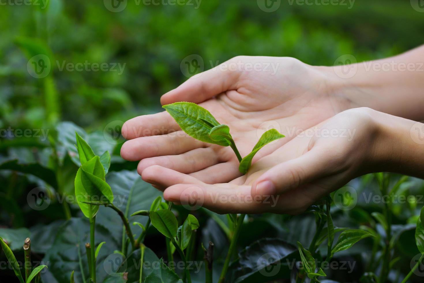 Fresh tea leaves in hands photo