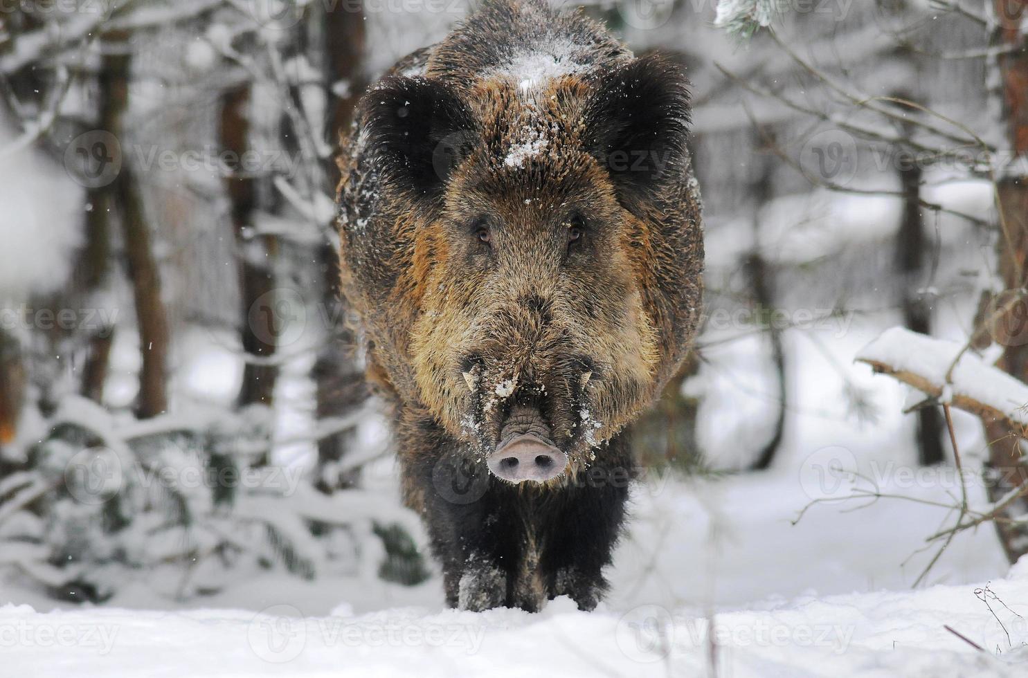 Wild boar in winter forest photo