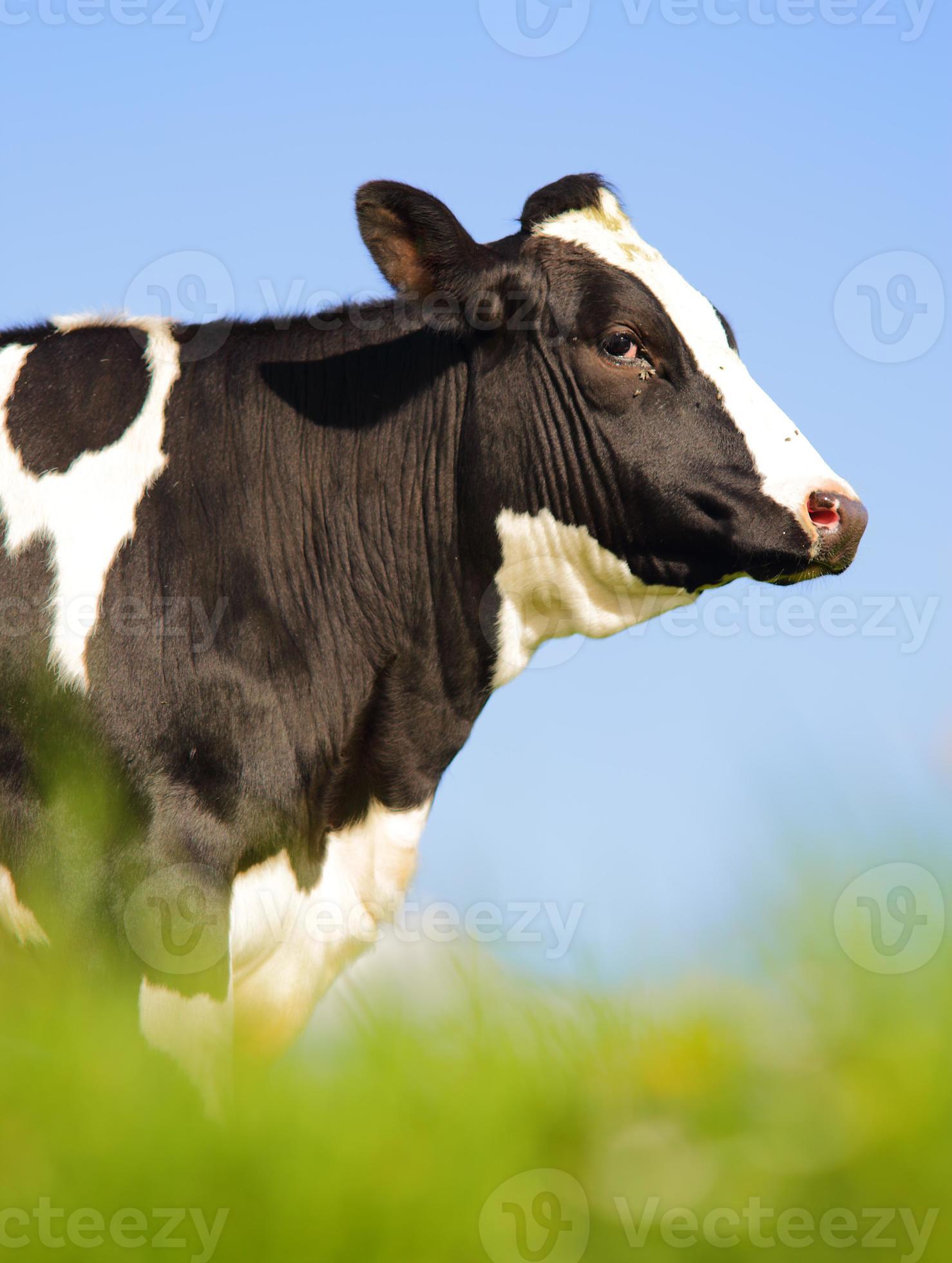 vaca Holstein sola foto