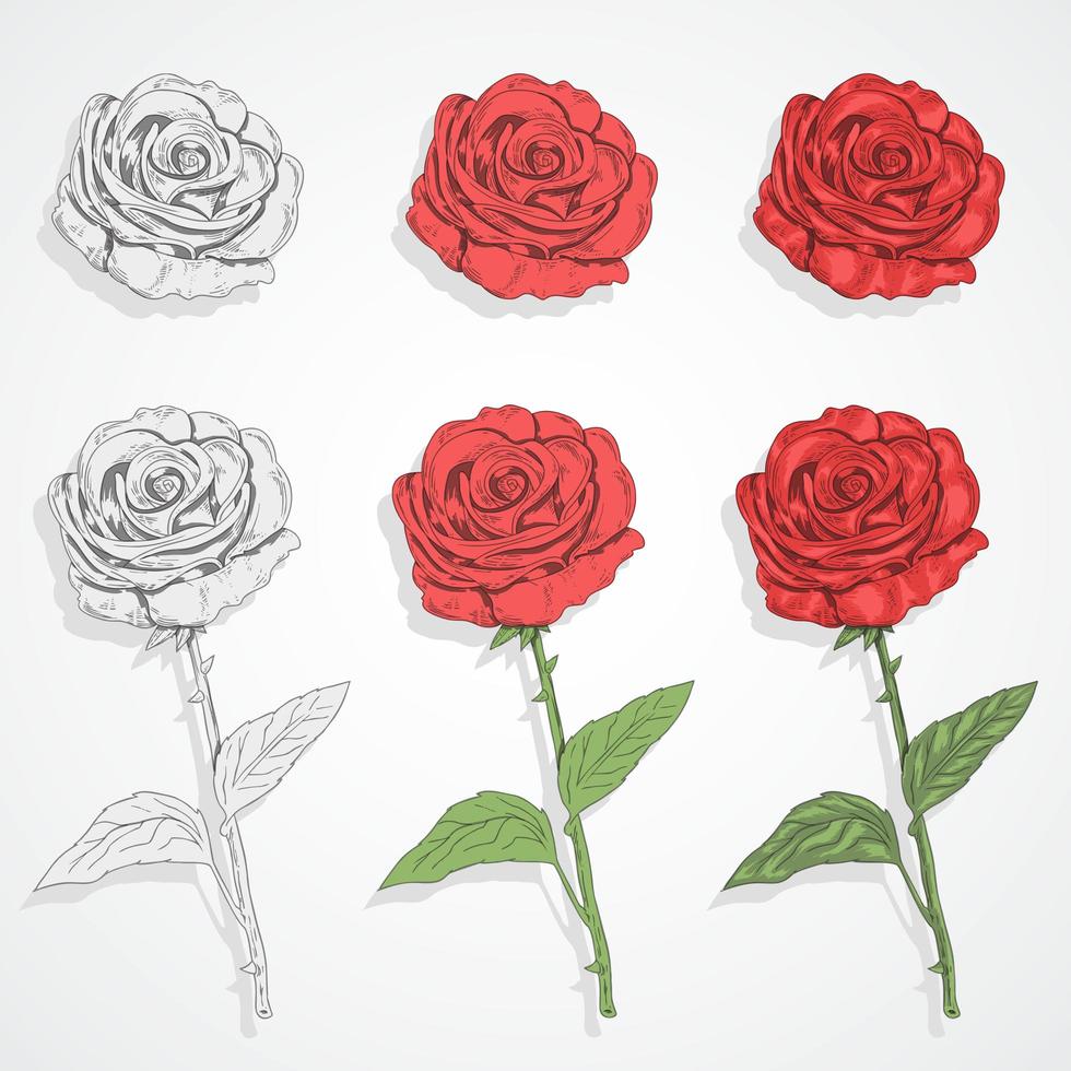 Rose Blossom and Stem Set  vector