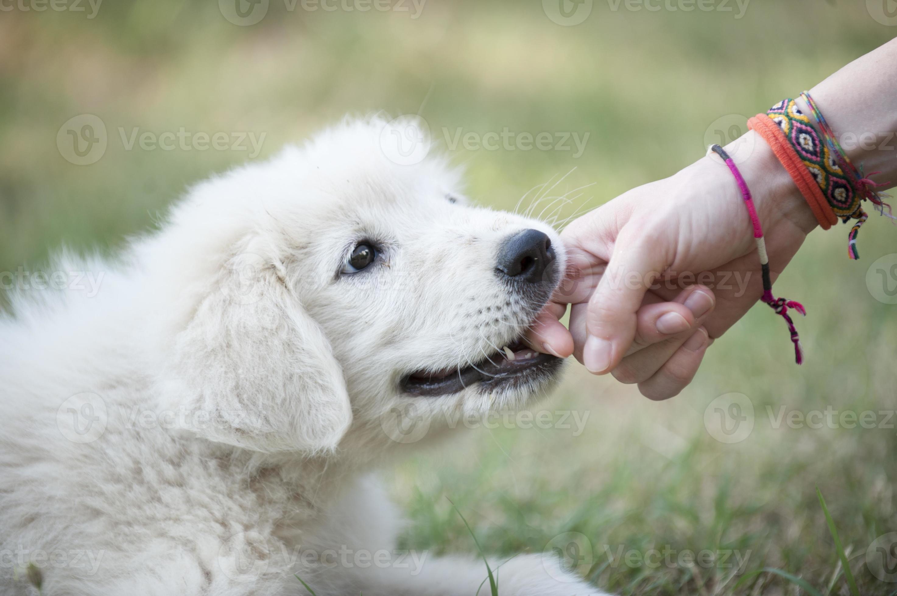 Разные породы собак. К чему снится много добрых собак. К чему снится много добрых собак. Белая собака прикусила. Бордер колли и золотистый ретривер.