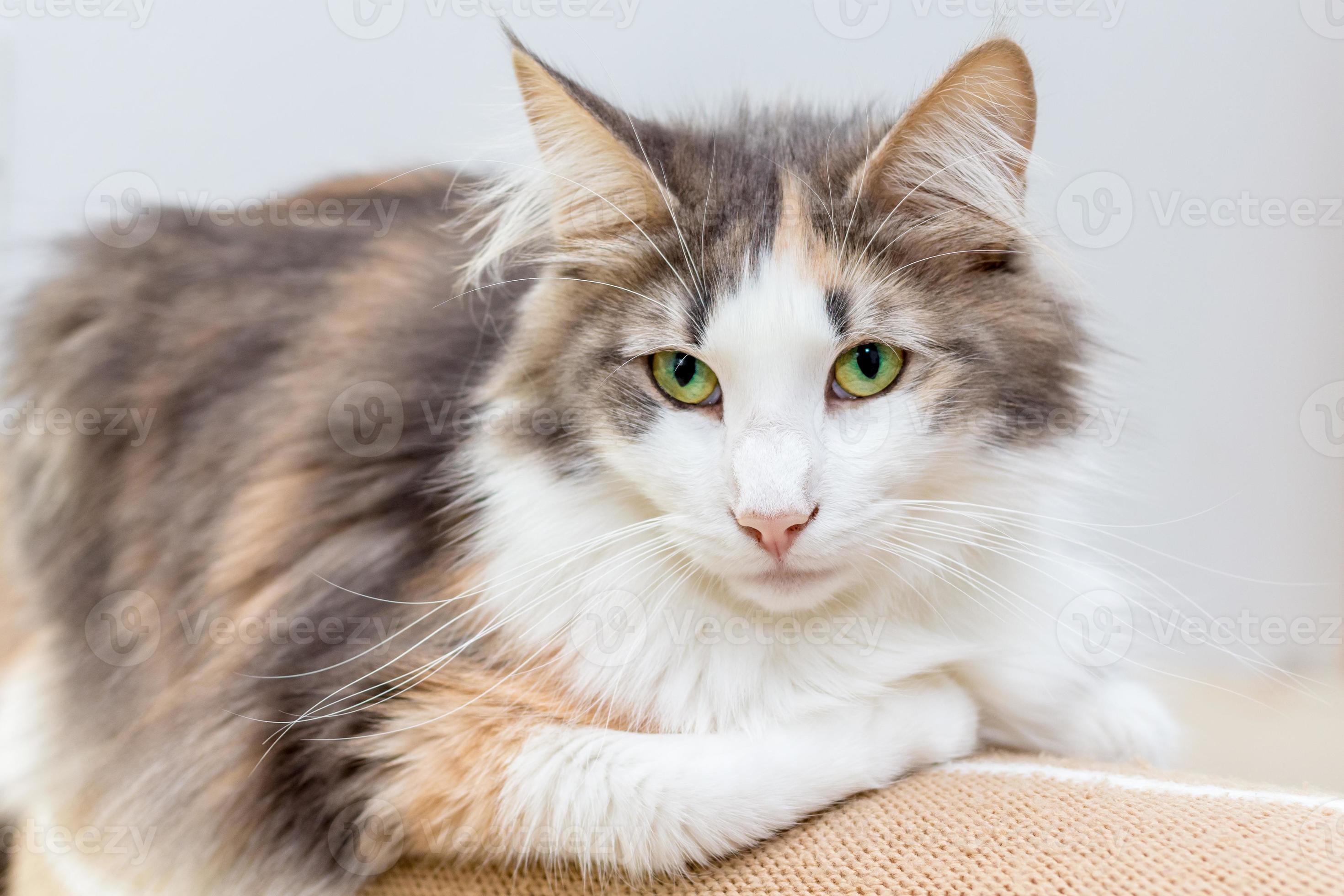 Beautiful Norwegian Forest Cat With Green Eyes Stock Photo Beautiful Norwegian Forest Cat With Green Eyes Stock Photo