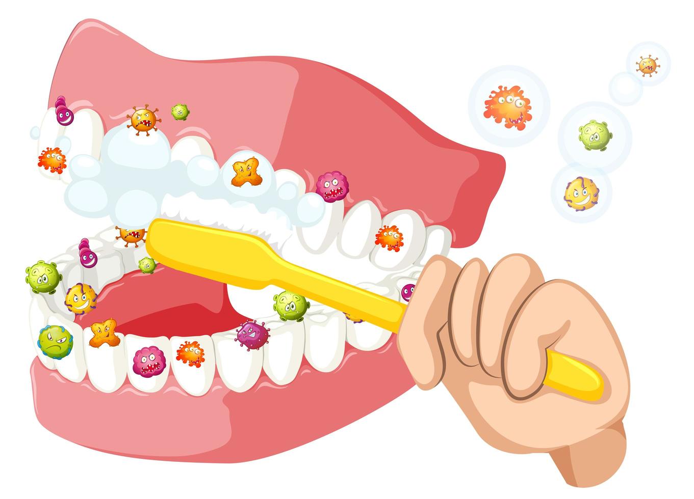 Brushing teeth and cleaning out bacteria vector